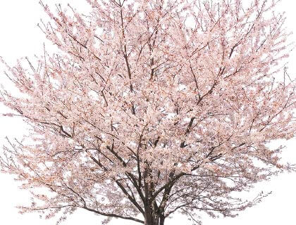 ソメイヨシノ