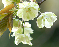 鬱金桜