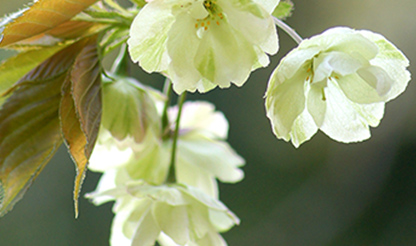 鬱金桜