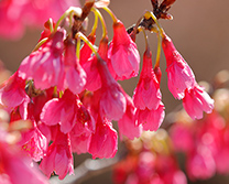寒緋桜