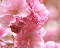八重桜