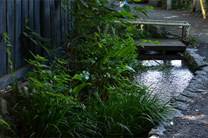 真姿の池湧水群