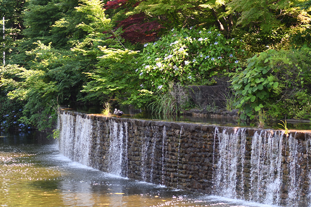 都立武蔵国分寺公園