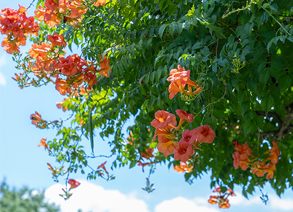 都立武蔵国分寺公園