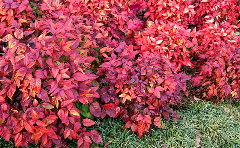 オカメナンテン