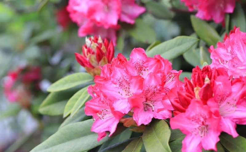 西洋シャクナゲ